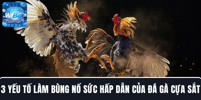 3 yếu tố làm bùng nổ sức hấp dẫn của trận đá gà cựa sắt