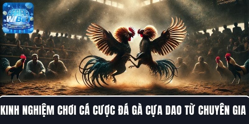 Bỏ túi các kinh nghiệm chơi cá cược đá gà cựa dao từ chuyên gia 