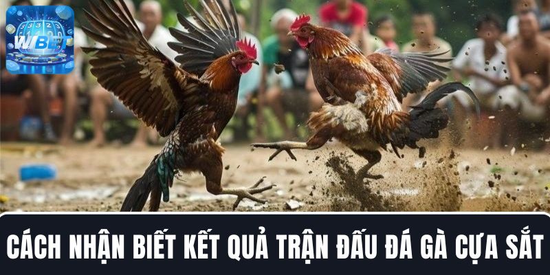 Cách nhận biết kết quả trận chiến gà cựa sắt theo quy định