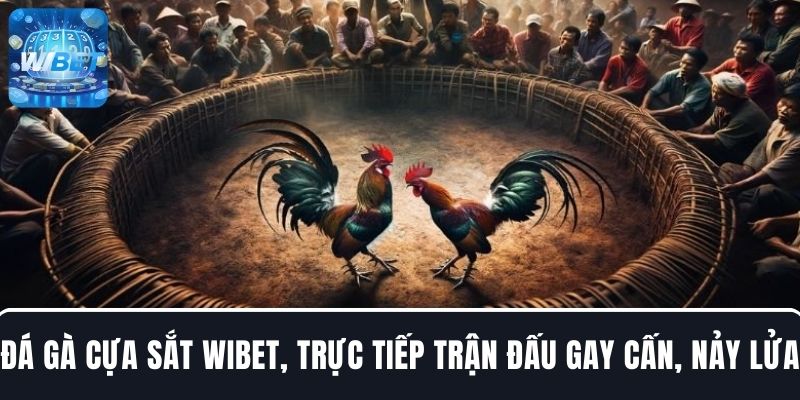 Chơi đá gà cựa sắt WIBET với trực tiếp trận đấu gay cấn, nảy lửa