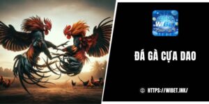Đá gà cựa dao