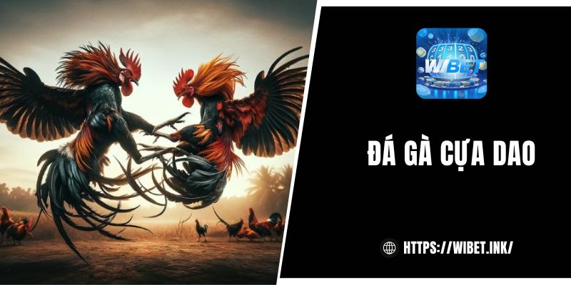 Đá gà cựa dao