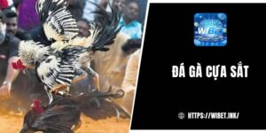 Đá gà cựa sắt