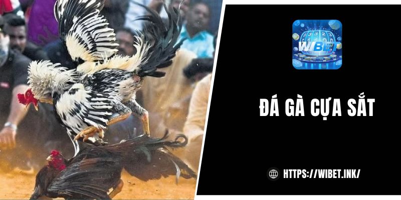 Đá gà cựa sắt