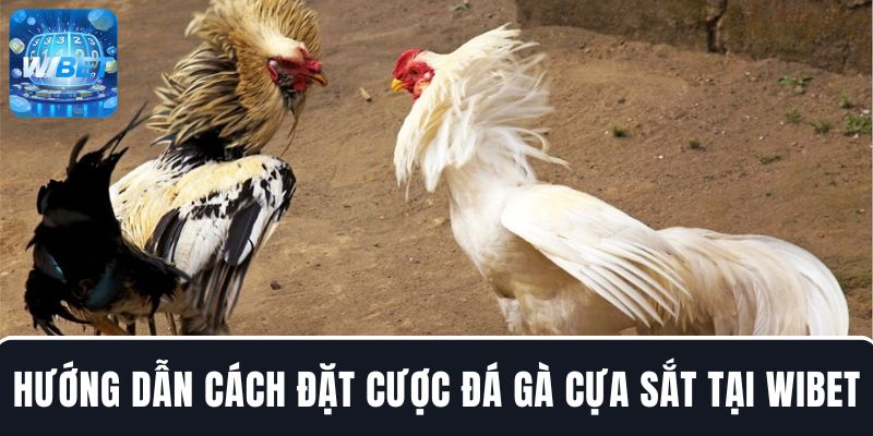 Hướng dẫn chi tiết cách đặt cược đá gà cựa sắt tại WIBET