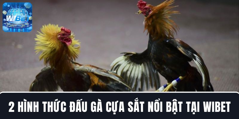 Khám phá hai hình thức đấu gà cựa sắt nổi bật tại WIBET