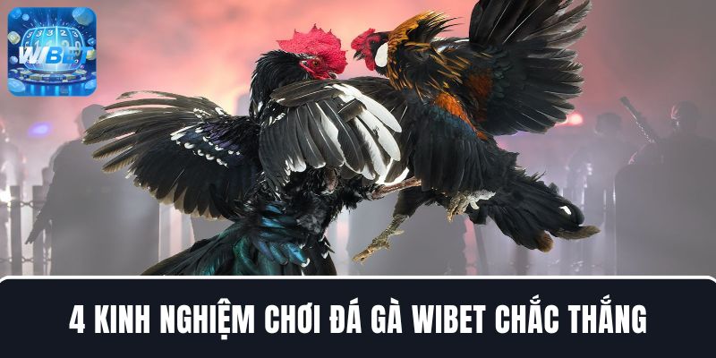 Kinh nghiệm chơi đá gà WIBET chắc thắng