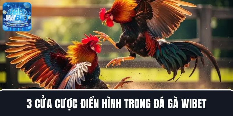 Tìm hiểu 3 cửa cược điển hình trong đá gà WIBET